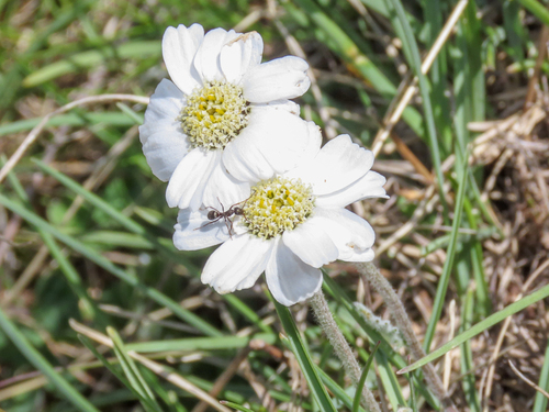 Barrelier Yarrow (Achillea barrelieri)