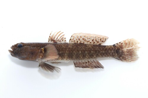 Triangle goby (Drombus triangularis) — Gobiidae — 2