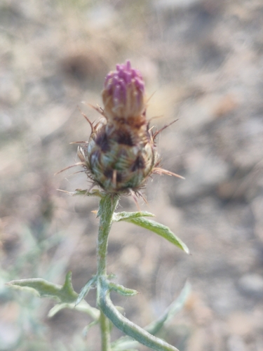 Centaurea sagredoi