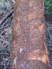 Dendroctonus