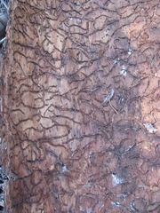 Dendroctonus