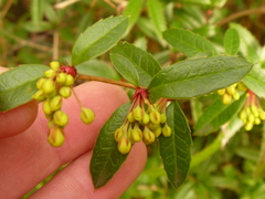 Berberis