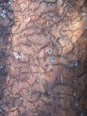 Dendroctonus