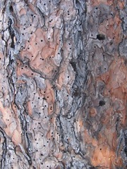 Dendroctonus