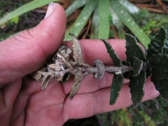 Scrobicaria ilicifolia