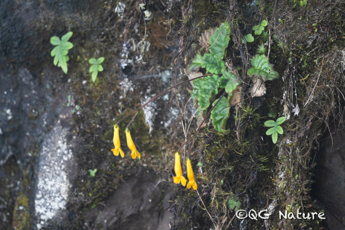 Oreocharis wangwentsaii