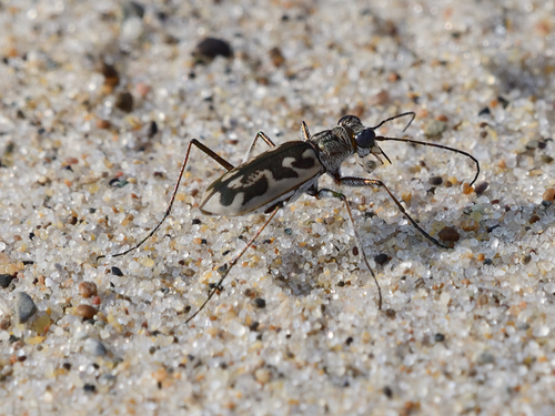 Sandy Stream Tiger Beetle photo 4