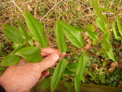 Lonicera