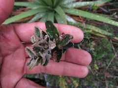 Scrobicaria ilicifolia