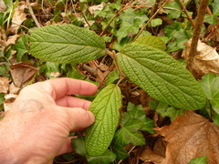 Viburnum rhytidophyllum