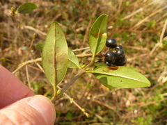Ligustrum vulgare