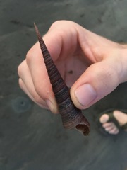 Turritella