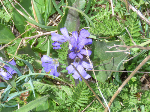 Tenore's bugle (Ajuga tenorei)
