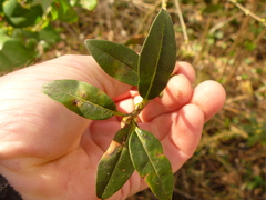 Ligustrum vulgare