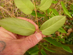 Lonicera