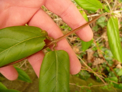 Lonicera