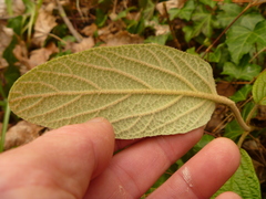 Viburnum rhytidophyllum