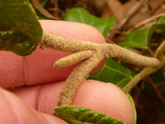 Viburnum rhytidophyllum