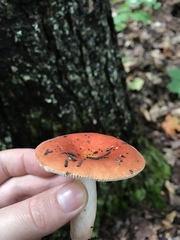 Russula silvicola