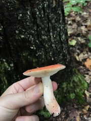 Russula silvicola