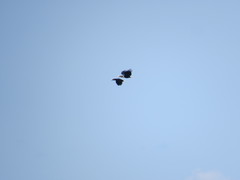 Rhyticeros undulatus