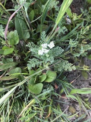 Capnophyllum africanum