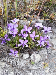 Viola decumbens