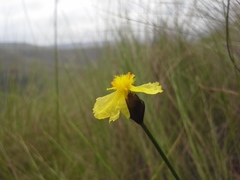 Xyris capensis