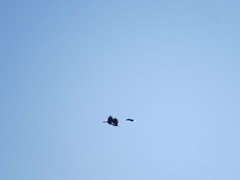 Rhyticeros undulatus