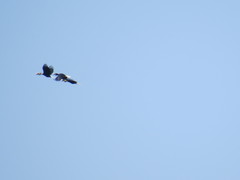 Rhyticeros undulatus