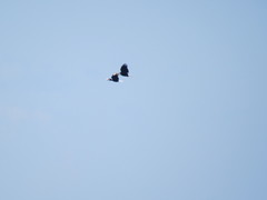 Rhyticeros undulatus