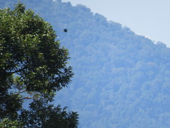 Rhyticeros undulatus