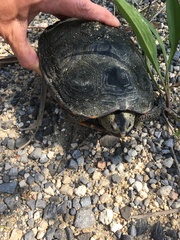 Malaclemys terrapin pileata