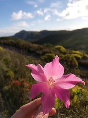 Gladiolus meridionalis