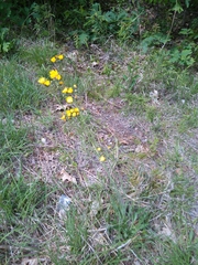 Pilosella piloselloides