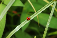 Coelophora bissellata