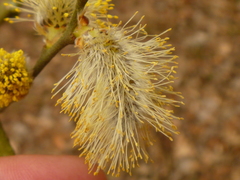 Salix