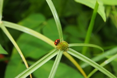 Coelophora bissellata
