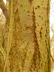 Salix