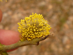 Salix