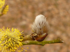 Salix