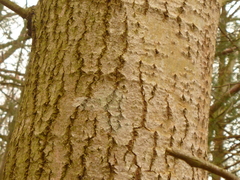 Populus