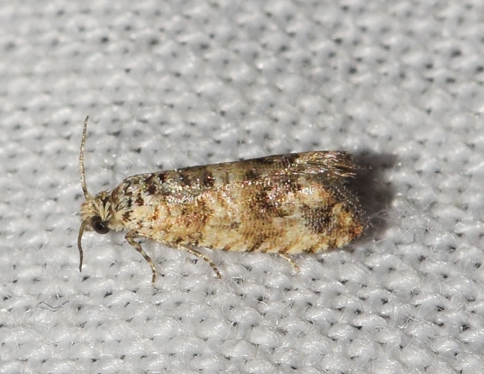Thiodia couleruana