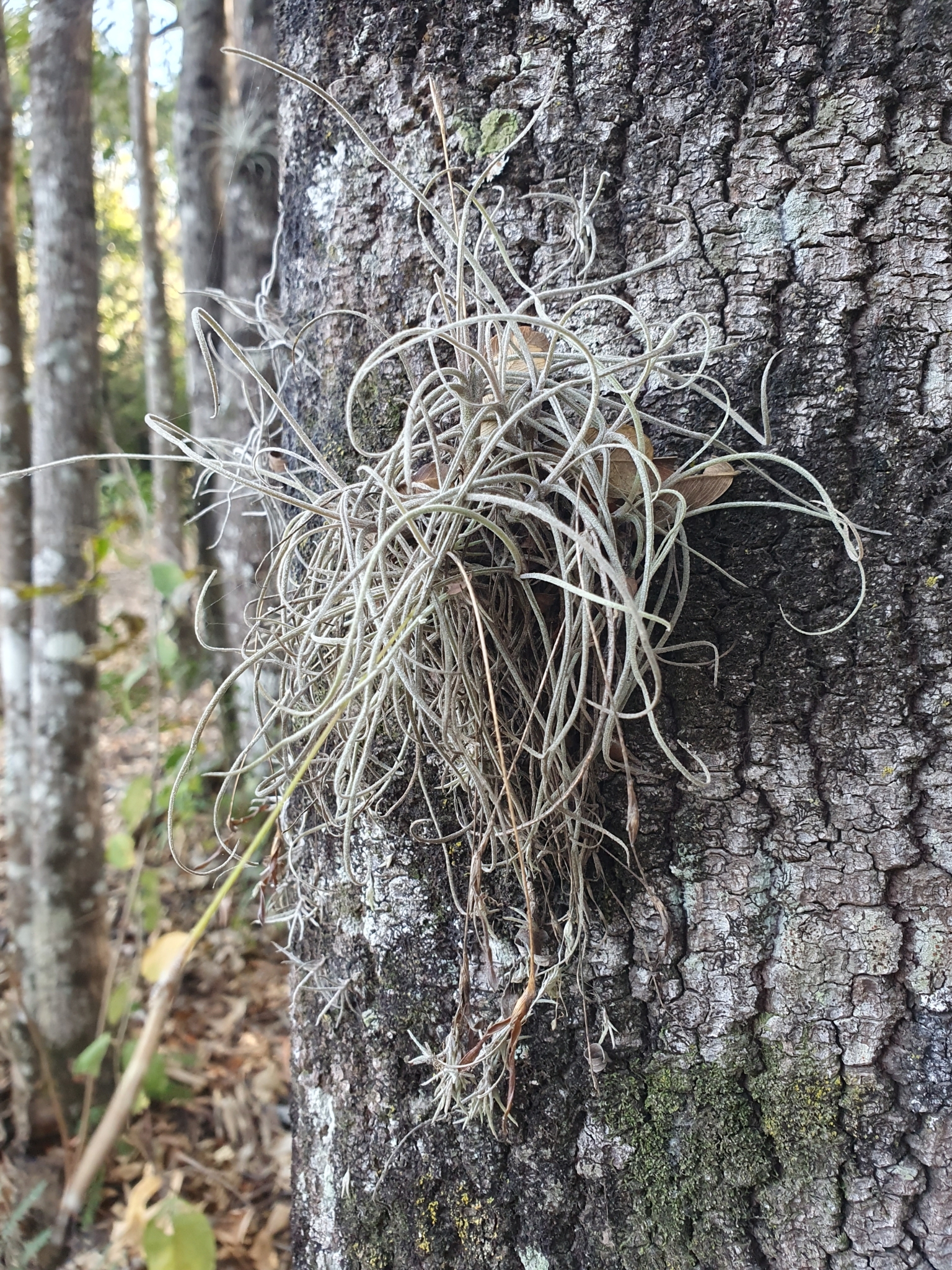 Tillandsia recurvata