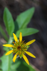 Tetragonotheca texana