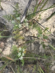Capnophyllum africanum