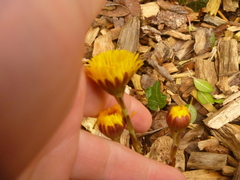 Tussilago farfara