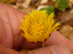 Tussilago farfara