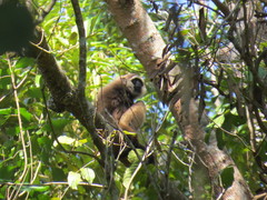 Hylobates albibarbis