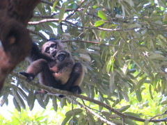 Hylobates albibarbis